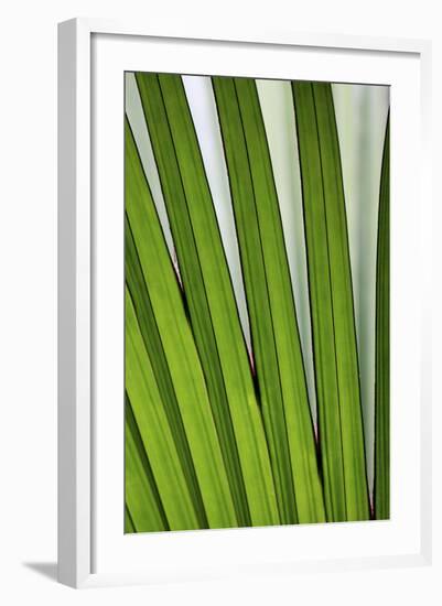 Palm Frond Valle De Mai National Park-null-Framed Photographic Print