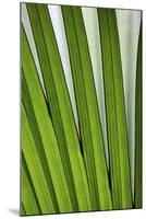 Palm Frond Valle De Mai National Park-null-Mounted Photographic Print