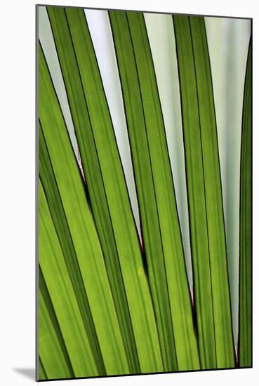 Palm Frond Valle De Mai National Park-null-Mounted Photographic Print