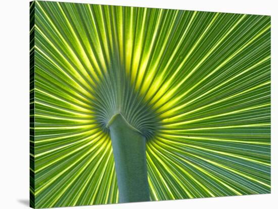 Palm Frond-Gary W. Carter-Stretched Canvas