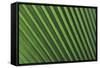 Palm Frond-null-Framed Stretched Canvas