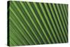 Palm Frond-null-Stretched Canvas
