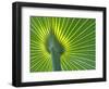Palm Frond-Gary W. Carter-Framed Photographic Print