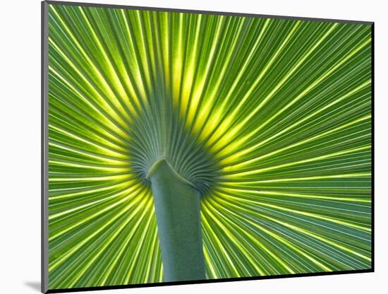 Palm Frond-Gary W. Carter-Mounted Photographic Print