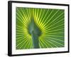 Palm Frond-Gary W. Carter-Framed Photographic Print