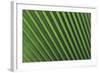 Palm Frond-null-Framed Photographic Print