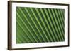 Palm Frond-null-Framed Photographic Print