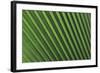 Palm Frond-null-Framed Photographic Print