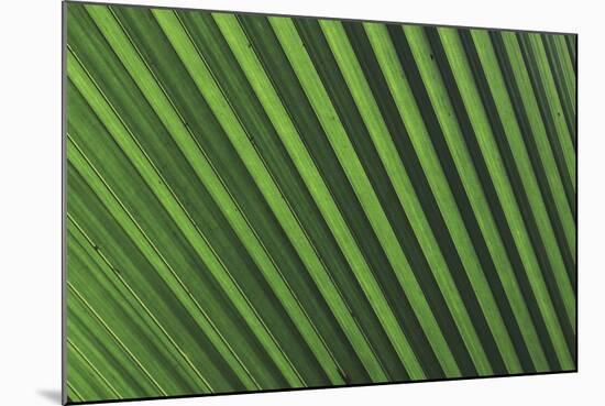 Palm Frond-null-Mounted Photographic Print