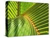 Palm Frond-Karen Ussery-Stretched Canvas