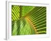 Palm Frond-Karen Ussery-Framed Giclee Print