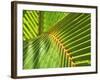 Palm Frond-Karen Ussery-Framed Giclee Print