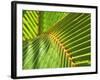 Palm Frond-Karen Ussery-Framed Giclee Print