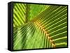 Palm Frond-Karen Ussery-Framed Stretched Canvas