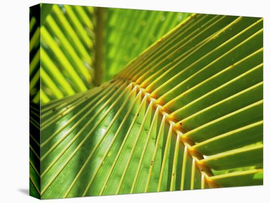 Palm Frond-Karen Ussery-Stretched Canvas