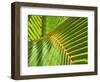 Palm Frond-Karen Ussery-Framed Giclee Print