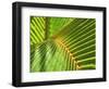 Palm Frond-Karen Ussery-Framed Giclee Print