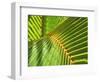 Palm Frond-Karen Ussery-Framed Giclee Print