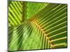 Palm Frond-Karen Ussery-Mounted Giclee Print