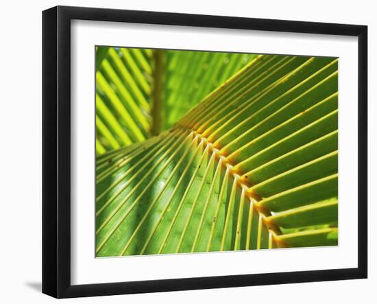 Palm Frond-Karen Ussery-Framed Giclee Print