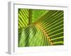 Palm Frond-Karen Ussery-Framed Giclee Print