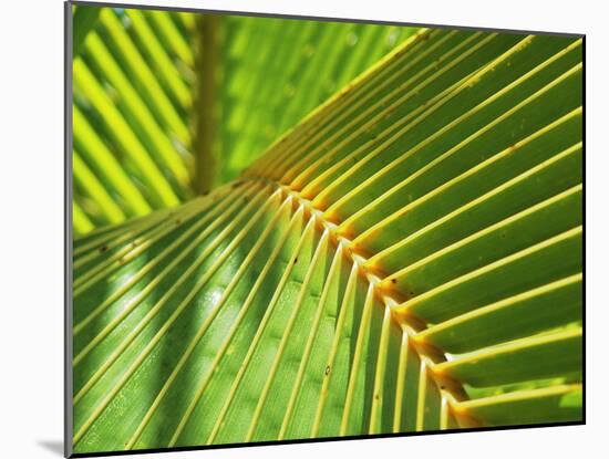 Palm Frond-Karen Ussery-Mounted Giclee Print