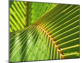 Palm Frond-Karen Ussery-Mounted Giclee Print