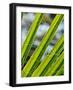 Palm Fronds, Andreas Canyon, Palm Springs, California, United States of America, North America-Michael DeFreitas-Framed Photographic Print