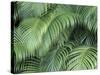 Palm Fronds, Big Island, Hawaii, USA-Merrill Images-Stretched Canvas