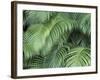 Palm Fronds, Big Island, Hawaii, USA-Merrill Images-Framed Photographic Print