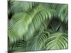 Palm Fronds, Big Island, Hawaii, USA-Merrill Images-Mounted Photographic Print