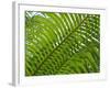 Palm Fronds, Florida, USA-Lisa S^ Engelbrecht-Framed Photographic Print