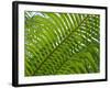 Palm Fronds, Florida, USA-Lisa S^ Engelbrecht-Framed Photographic Print