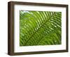 Palm Fronds, Florida, USA-Lisa S^ Engelbrecht-Framed Photographic Print