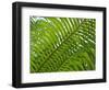 Palm Fronds, Florida, USA-Lisa S^ Engelbrecht-Framed Photographic Print