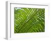 Palm Fronds, Florida, USA-Lisa S^ Engelbrecht-Framed Photographic Print