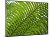 Palm Fronds, Florida, USA-Lisa S^ Engelbrecht-Mounted Photographic Print