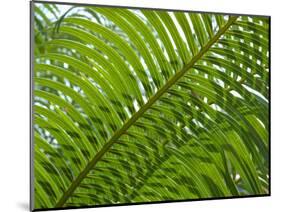 Palm Fronds, Florida, USA-Lisa S^ Engelbrecht-Mounted Photographic Print