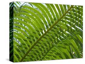 Palm Fronds, Florida, USA-Lisa S^ Engelbrecht-Stretched Canvas