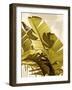 Palm Fronds I-Rachel Perry-Framed Art Print