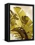 Palm Fronds I-Rachel Perry-Framed Stretched Canvas