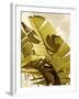 Palm Fronds I-Rachel Perry-Framed Art Print