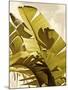 Palm Fronds I-Rachel Perry-Mounted Art Print