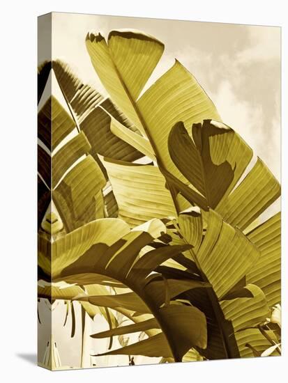 Palm Fronds I-Rachel Perry-Stretched Canvas