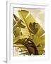 Palm Fronds I-Rachel Perry-Framed Art Print