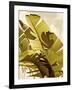 Palm Fronds I-Rachel Perry-Framed Art Print