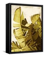 Palm Fronds II-Rachel Perry-Framed Stretched Canvas