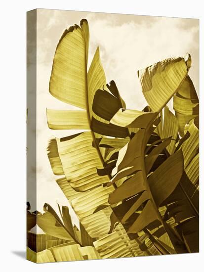 Palm Fronds II-Rachel Perry-Stretched Canvas