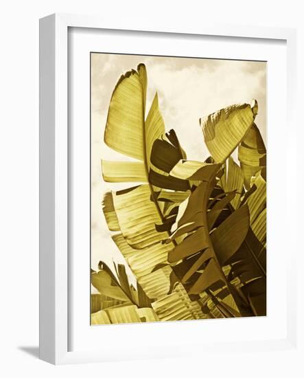 Palm Fronds II-Rachel Perry-Framed Art Print