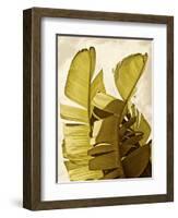 Palm Fronds III-Rachel Perry-Framed Art Print